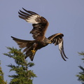 Red Kite (Milvus milvus) takes off from the top of tree in High Wycombe, Buckinghamshire, England, UK